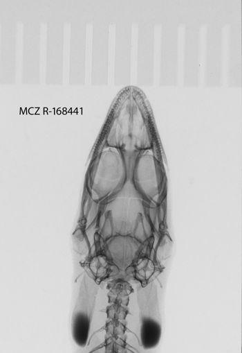 Media type: image;   Herpetology R-168441 Aspect: head dorso-ventral x-ray